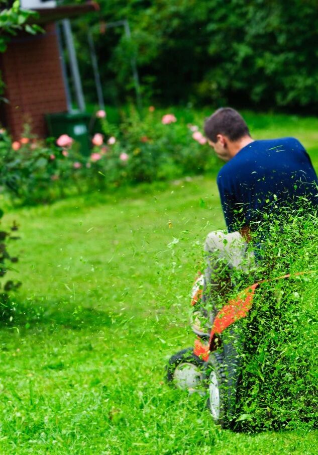 Don's Tree Experts