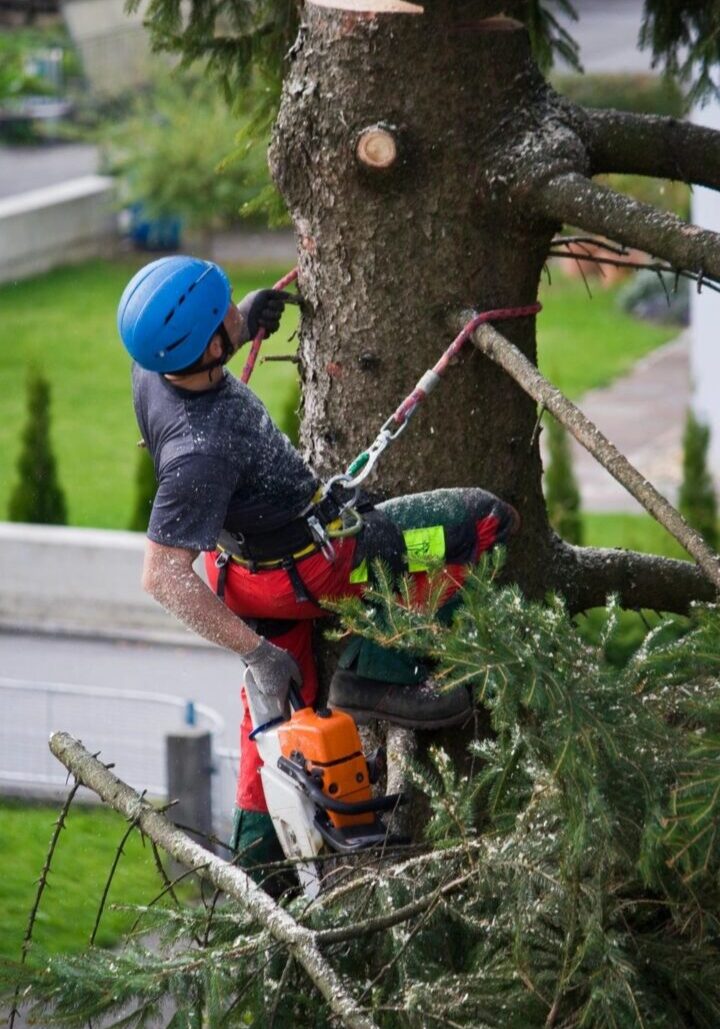 Don's Tree Experts